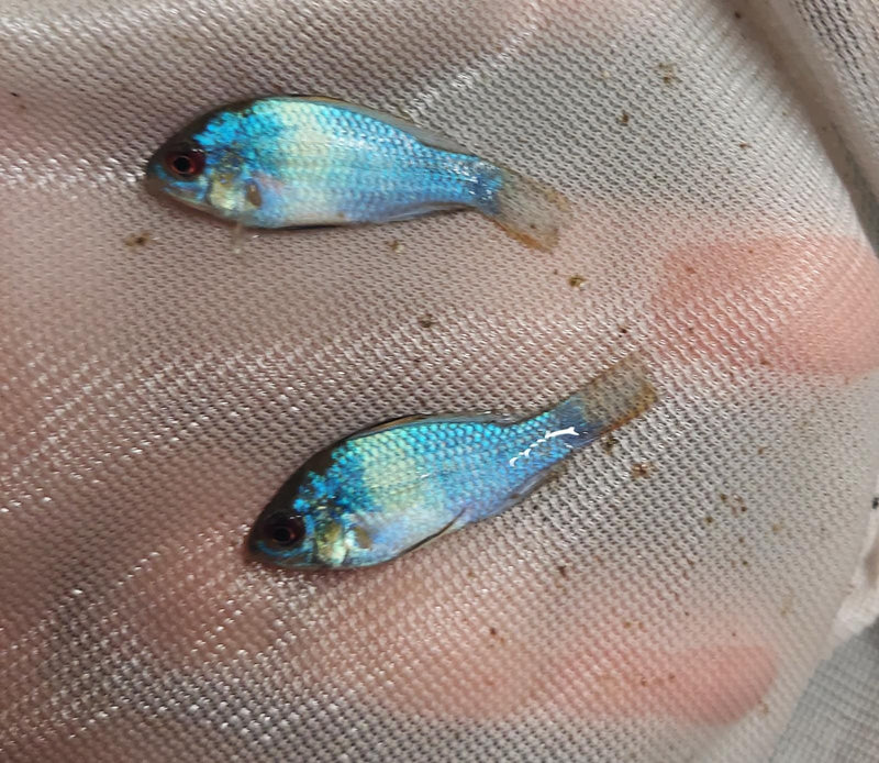 OUTSTANDING ELECTRIC BLUE RAM 1 TO 1.5 INCH UNSEXED (Mikrogeophagus ramirezi)