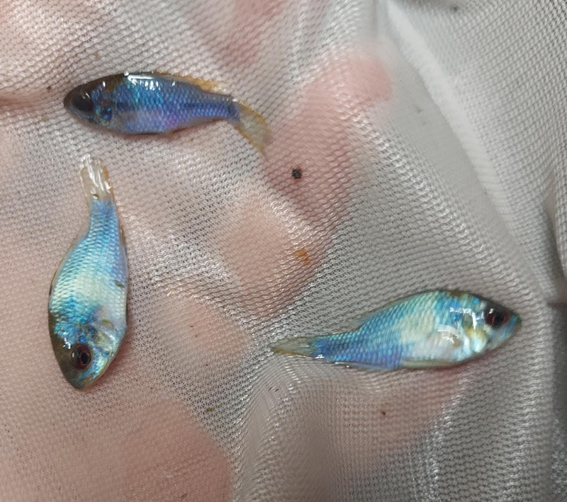 OUTSTANDING ELECTRIC BLUE RAM 1 TO 1.5 INCH UNSEXED (Mikrogeophagus ramirezi)
