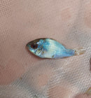 OUTSTANDING ELECTRIC BLUE RAM 3/4 TO 1 INCH UNSEXED (Mikrogeophagus ramirezi)