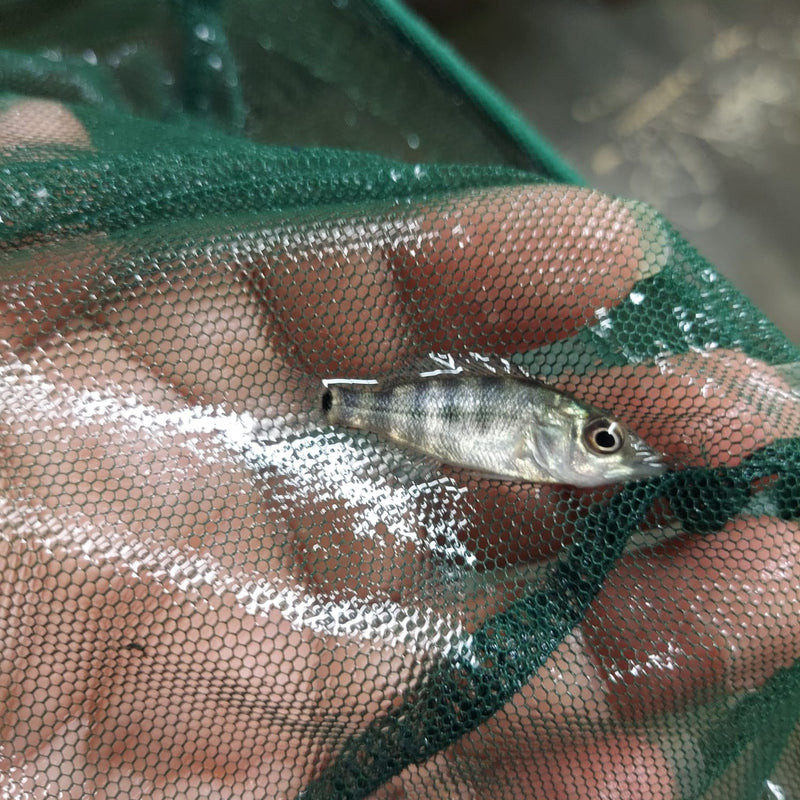SUPERB BASKETMOUTH CICHLID 1.0 TO 1.5 INCHES UNSEXED (Caquetaia spectabilis)