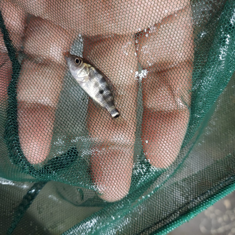 SUPERB BASKETMOUTH CICHLID 1.0 TO 1.5 INCHES UNSEXED (Caquetaia spectabilis)
