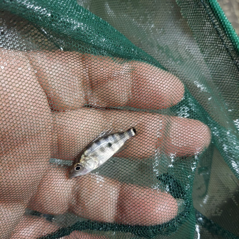 SUPERB BASKETMOUTH CICHLID 1.0 TO 1.5 INCHES UNSEXED (Caquetaia spectabilis)