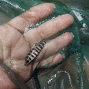 BEAUTIFUL BLACK BANDED LEPORINUS 2 TO 2.5 INCHES ( Leporinus fasciatus )