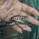 BEAUTIFUL BLACK BANDED LEPORINUS 2 TO 2.5 INCHES ( Leporinus fasciatus )