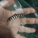 BEAUTIFUL BLACK BANDED LEPORINUS 2 TO 2.5 INCHES ( Leporinus fasciatus )