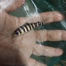 BEAUTIFUL BLACK BANDED LEPORINUS 2 TO 2.5 INCHES ( Leporinus fasciatus )