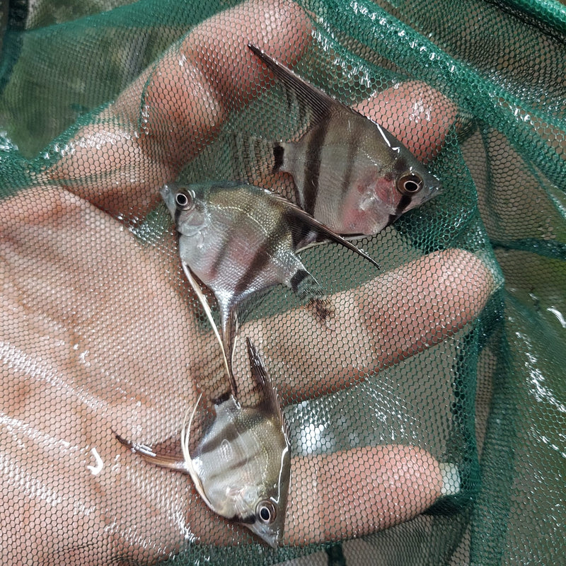 2 GREEN BULGARIAN SILVER DOLLAR BODY SIZE UNSEXED (Pterophyllum scalare)