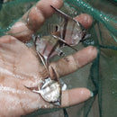 2 GREEN BULGARIAN SILVER DOLLAR BODY SIZE UNSEXED (Pterophyllum scalare)