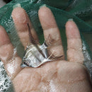 2 GREEN BULGARIAN SILVER DOLLAR BODY SIZE UNSEXED (Pterophyllum scalare)