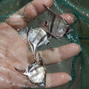 2 GREEN BULGARIAN SILVER DOLLAR BODY SIZE UNSEXED (Pterophyllum scalare)