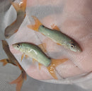 GREAT REDTAIL BOTIA MEDIUM ( Yasuhikotakia modesta )