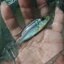 FLARING MALAWI EYEBITER 2.5 to 3 INCH UNSEXED (Dimidiochromis compressiceps)