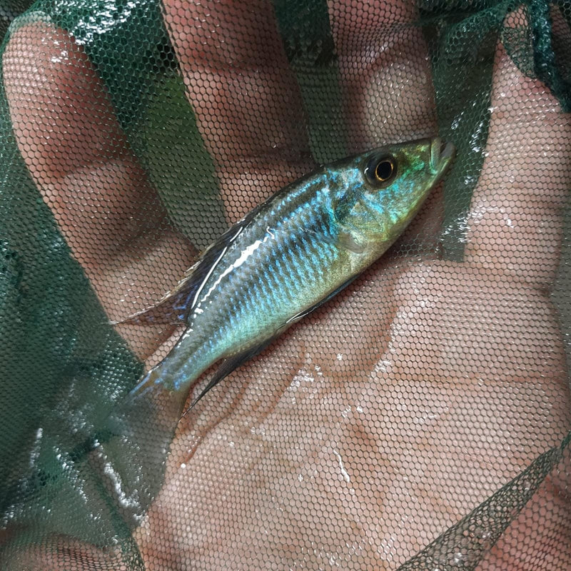 FLARING MALAWI EYEBITER 1.5 TO 2 INCH (Dimidiochromis compressiceps)
