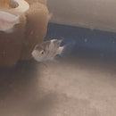 BEAUTIFUL MARBLE FENESTRATUS CICHLID 1 TO 1.5 INCHES   (Vieja fenestrata)