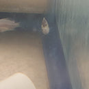 BEAUTIFUL MARBLE FENESTRATUS CICHLID 1 TO 1.5 INCHES   (Vieja fenestrata)