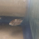 BEAUTIFUL MARBLE FENESTRATUS CICHLID 1 TO 1.5 INCHES   (Vieja fenestrata)