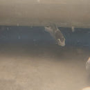 BEAUTIFUL MARBLE FENESTRATUS CICHLID 1 TO 1.5 INCHES   (Vieja fenestrata)