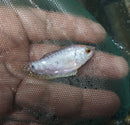 BEAUTIFUL PLATINUM GOURAMI 1.5 TO 2"  IMPORT (Trichogaster trichopterus)