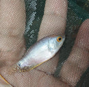 BEAUTIFUL PLATINUM GOURAMI 1.5 TO 2"  IMPORT (Trichogaster trichopterus)