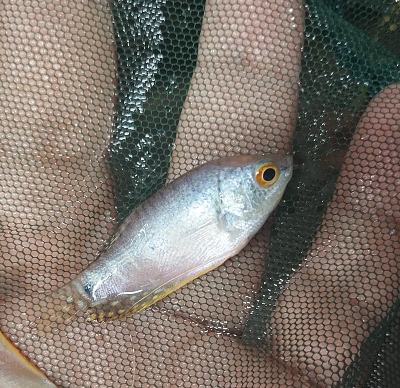 BEAUTIFUL PLATINUM GOURAMI 1.5 TO 2"  IMPORT (Trichogaster trichopterus)