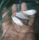 BEAUTIFUL PLATINUM GOURAMI 1.5 TO 2"  IMPORT (Trichogaster trichopterus)
