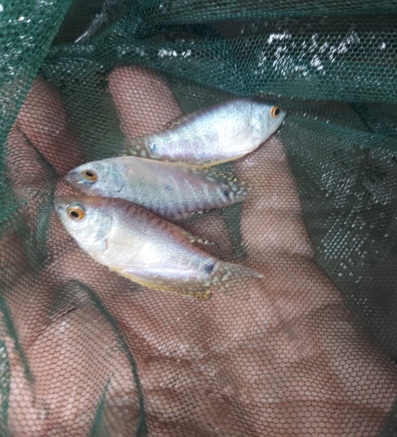 BEAUTIFUL PLATINUM GOURAMI 1.5 TO 2"  IMPORT (Trichogaster trichopterus)