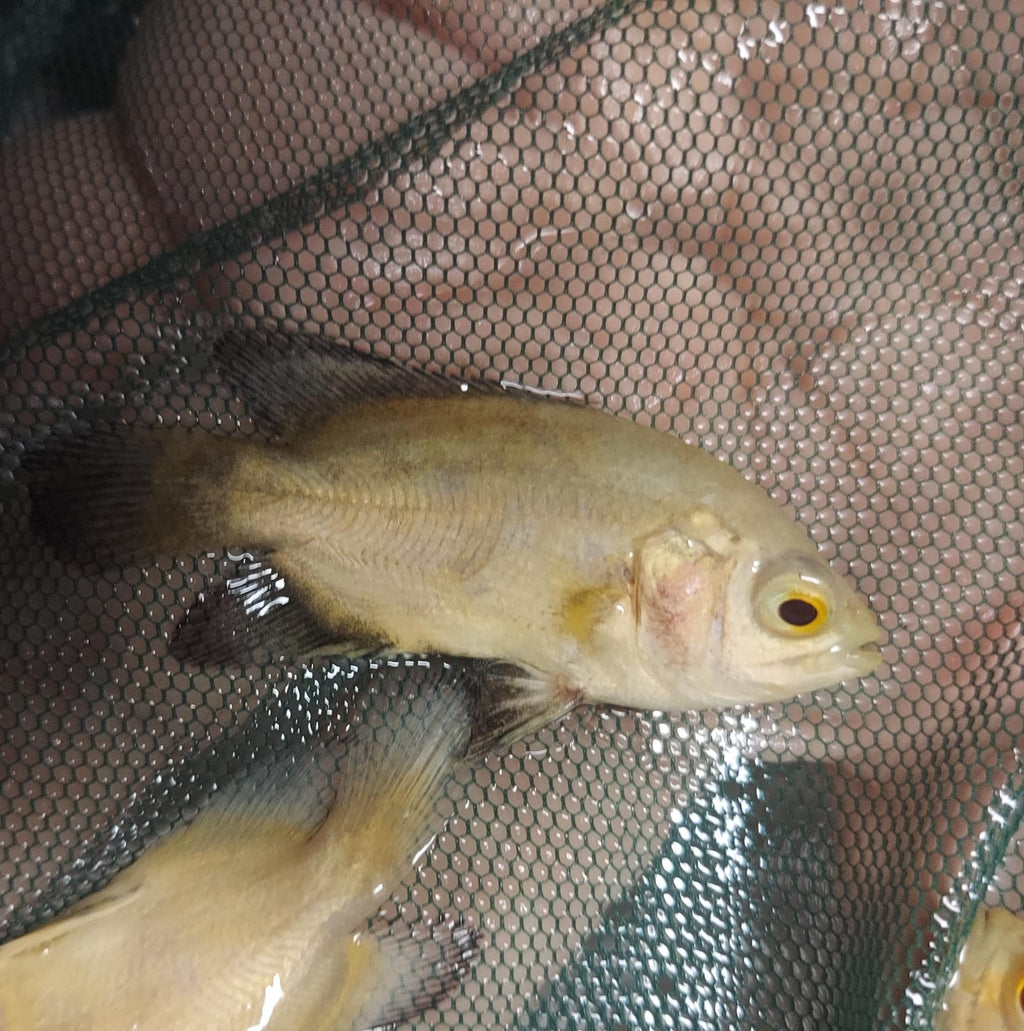 LEMON OSCAR 1.5 TO 2 INCH UNSEXED (Astronotus ocellatus)