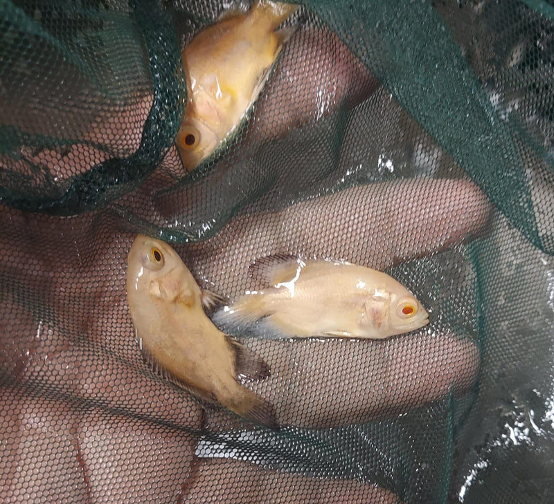 LEMON OSCAR 1.5 TO 2 INCH UNSEXED (Astronotus ocellatus)