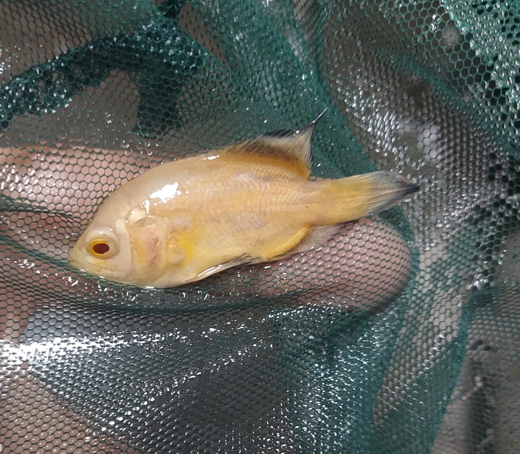 LEMON OSCAR 1.5 TO 2 INCH UNSEXED (Astronotus ocellatus)
