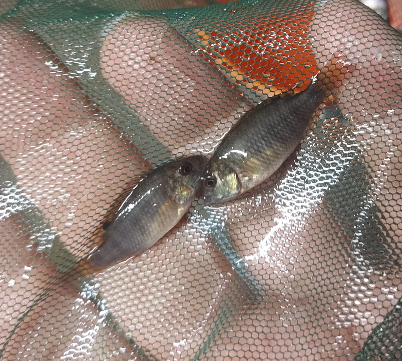 EXOTIC BERMIN DWARF TILAPIA 1 TO 1.5 INCHES (Coptodon snyderae)