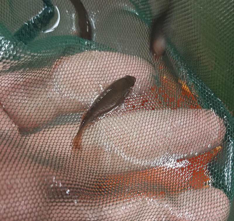 EXOTIC BERMIN DWARF TILAPIA 1 TO 1.5 INCHES (Coptodon snyderae)
