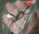 EXOTIC BERMIN DWARF TILAPIA 1 TO 1.5 INCHES (Coptodon snyderae)