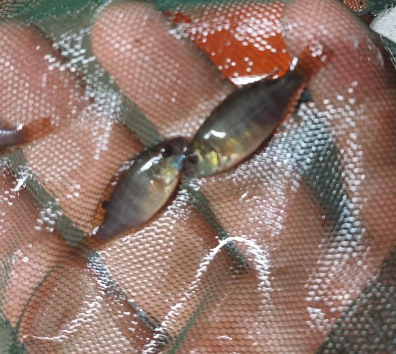 EXOTIC BERMIN DWARF TILAPIA 1 TO 1.5 INCHES (Coptodon snyderae)