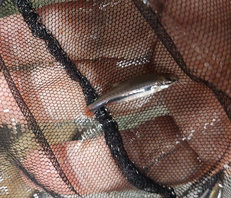 3 BECKFORD'S PENCILFISH (Nannostomus beckfordi)