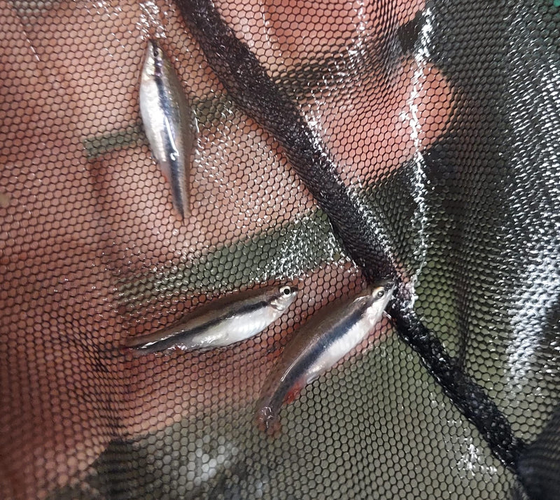 3 BECKFORD'S PENCILFISH (Nannostomus beckfordi)