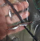 3 BECKFORD'S PENCILFISH (Nannostomus beckfordi)