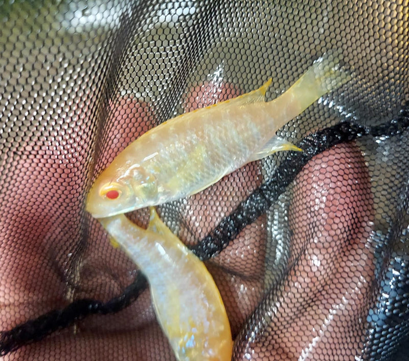 STRAWBERRY ALBINO PEACOCK 2 INCHES UNSEXED (Aulonocara Sp)