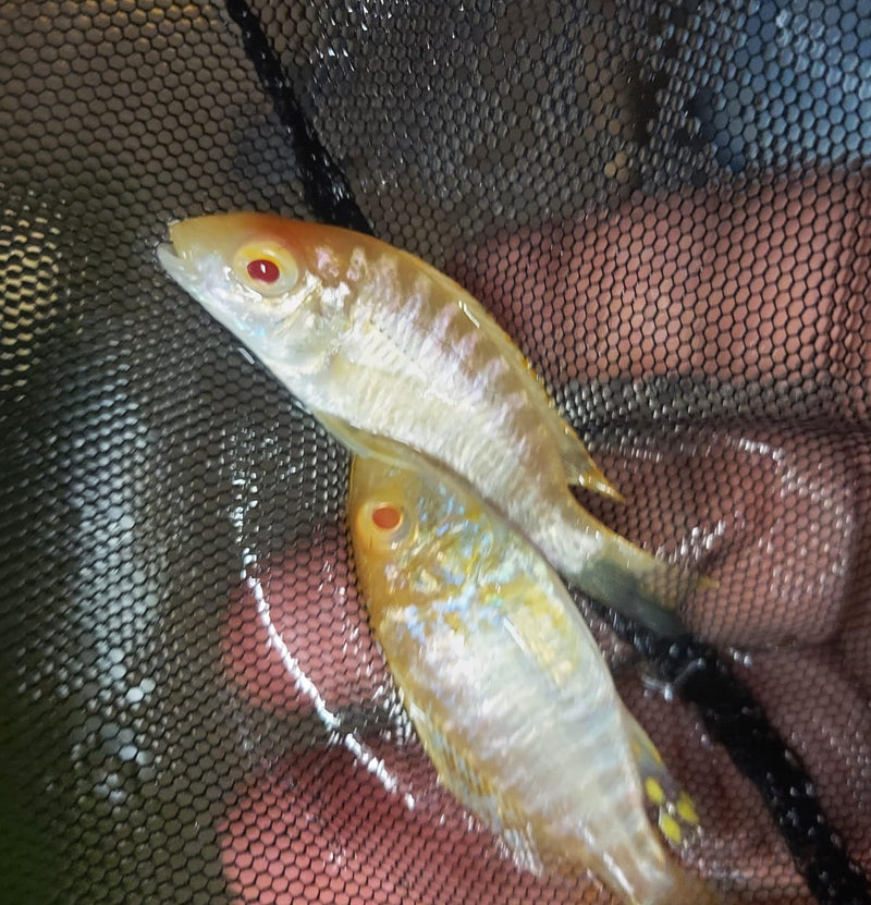 STRAWBERRY ALBINO PEACOCK 2 INCHES UNSEXED (Aulonocara Sp)
