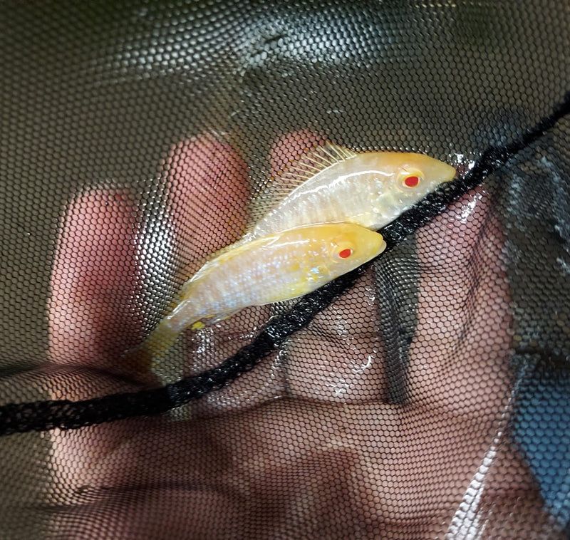 STRAWBERRY ALBINO PEACOCK 2 INCHES UNSEXED (Aulonocara Sp)