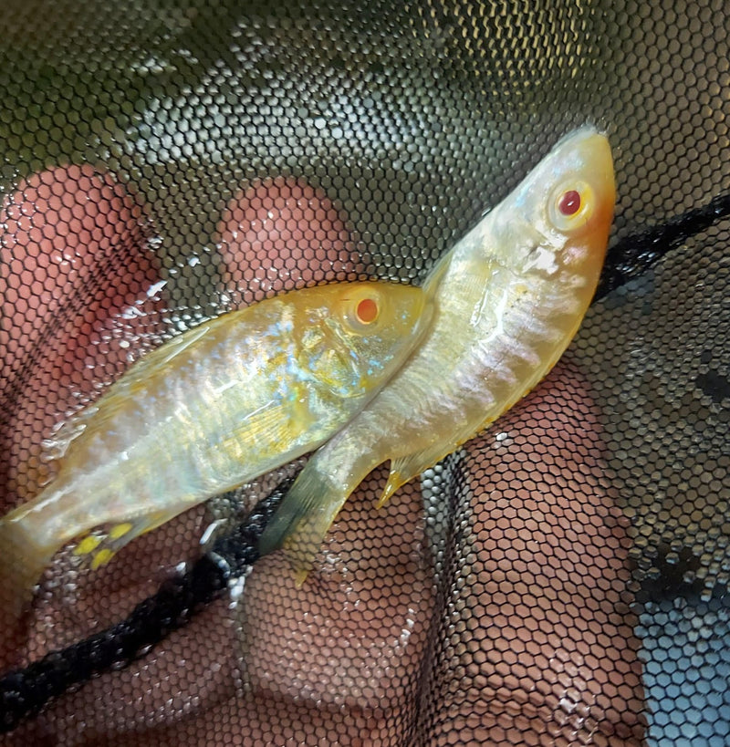 STRAWBERRY ALBINO PEACOCK 2 INCHES UNSEXED (Aulonocara Sp)