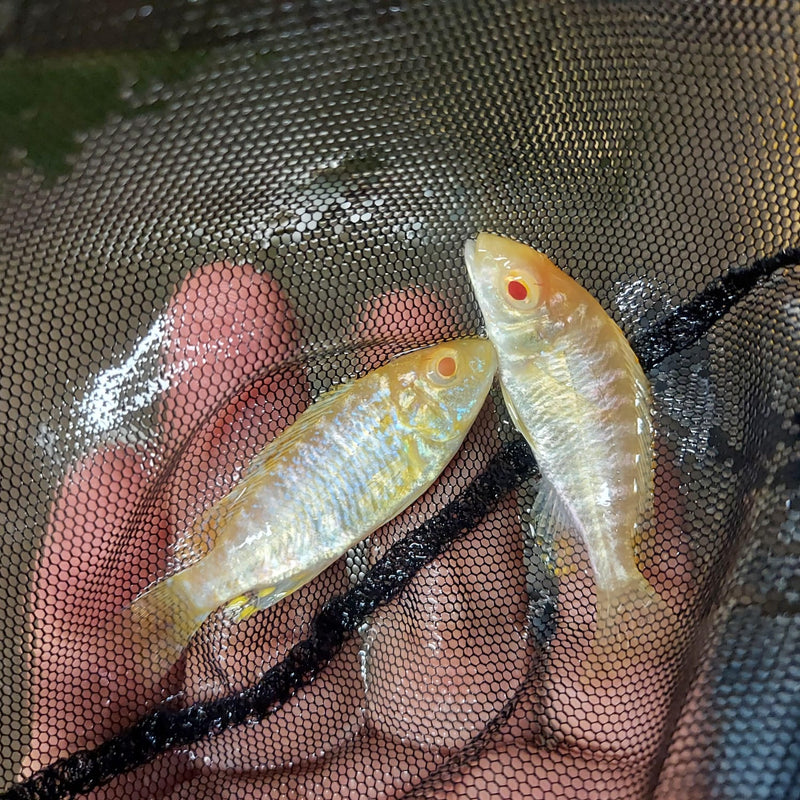 STRAWBERRY ALBINO PEACOCK 2 INCHES UNSEXED (Aulonocara Sp)