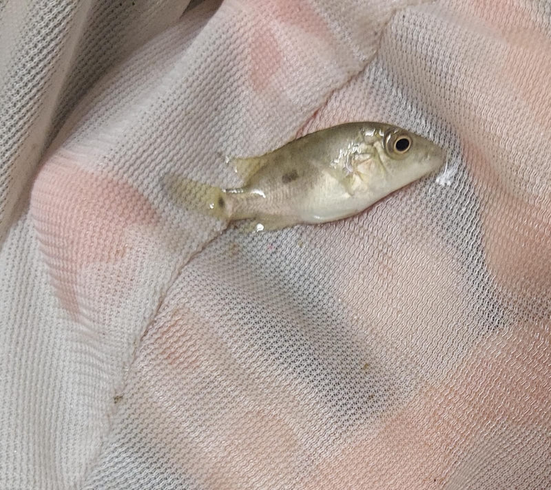 BLACK NASTY CICHLID 1.5 INCHES UNSEXED (Nandopsis haitiensis)
