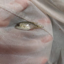 BLACK NASTY CICHLID 1.5 to 2 INCHES UNSEXED (Nandopsis haitiensis)