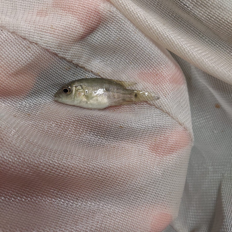 BLACK NASTY CICHLID 1.5 INCHES UNSEXED (Nandopsis haitiensis)