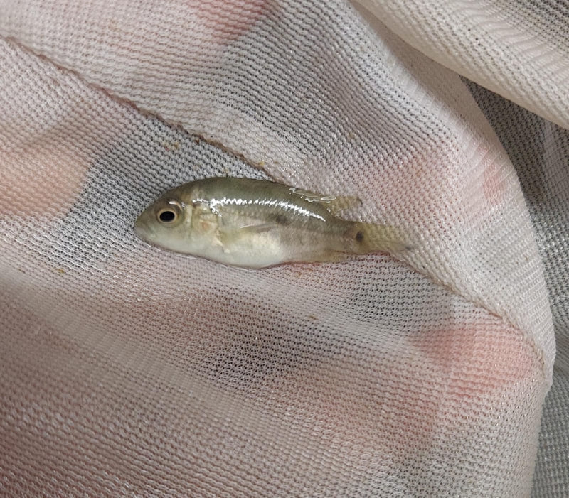 BLACK NASTY CICHLID 1.5 INCHES UNSEXED (Nandopsis haitiensis)
