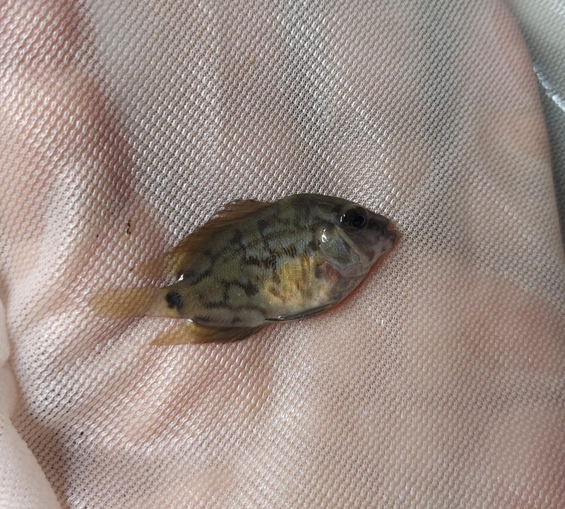 CUTE UARU CICHLID 1 to 1.5" UNSEXED (Uaru amphiacanthoides)