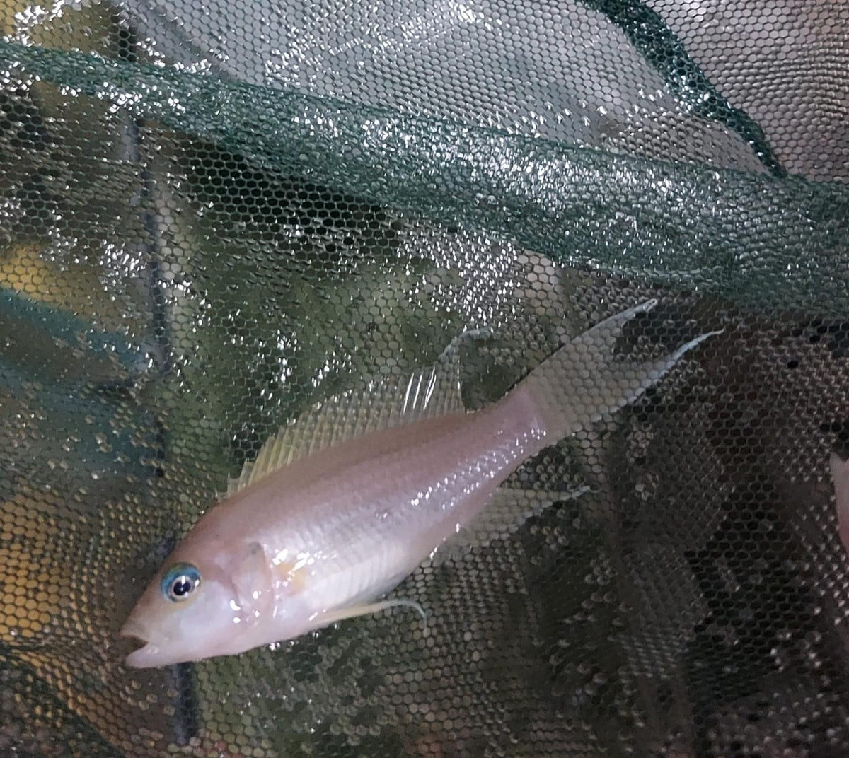 BRICHARDI LYRETAIL CICHLID 3.5 to 4