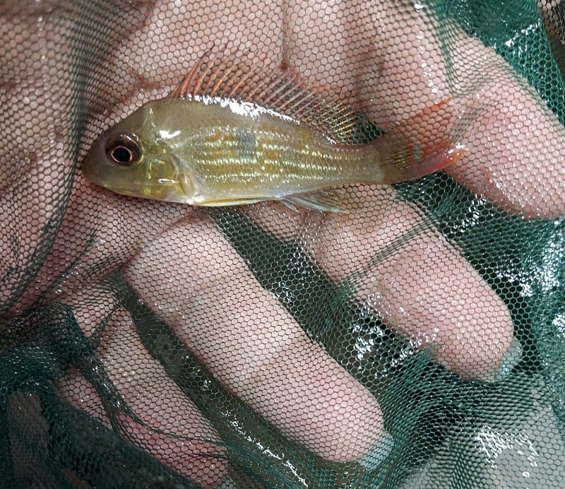 BEAUTIFUL GEOPHAGUS SVENI 2 to 2.5 INCHES UNSEXED (Geophagus sveni)