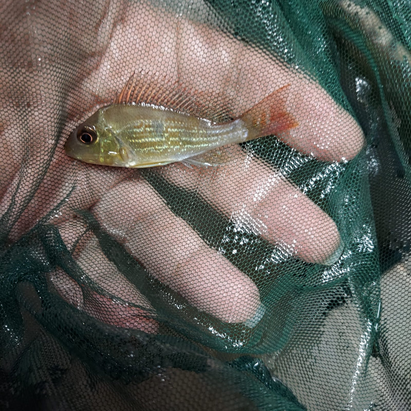 BEAUTIFUL GEOPHAGUS SVENI 2 to 2.5 INCHES UNSEXED (Geophagus sveni)