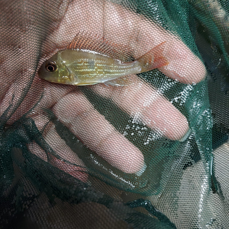 BEAUTIFUL GEOPHAGUS SVENI 2 to 2.5 INCHES UNSEXED (Geophagus sveni)
